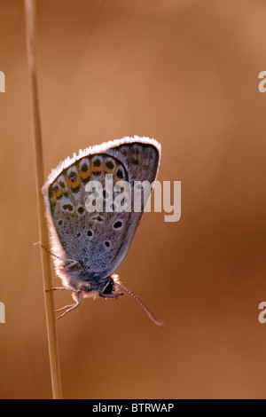 Silver mâle papillon bleu étoilé Plebeius argus, New Forest, en Angleterre Banque D'Images