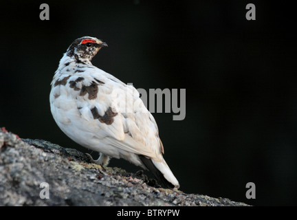 Lagopède alpin Lagopus mutus mâle rock muta en été au Groenland Banque D'Images