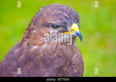 Kestrel européenne libre avec fond vert diffus Banque D'Images