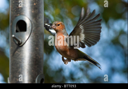 Chaffinch mâle sur le point d'atterrir sur un convoyeur en un jardin anglais. Banque D'Images
