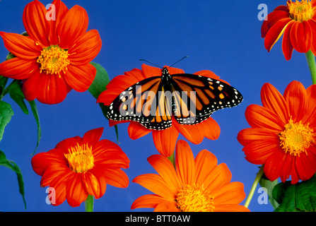 Le monarque (Danaus plexippus) repose sur l'orange vif fleur Tithonia Banque D'Images