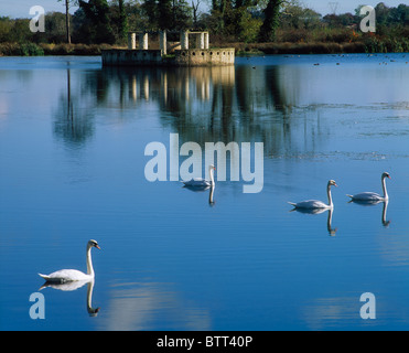 Le Lac des cygnes, Follies, Arcadian Gardens, Co Kildare, Irlande Banque D'Images