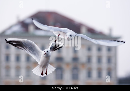 Mouettes au château Nymphenburg, Munich, Allemagne Banque D'Images