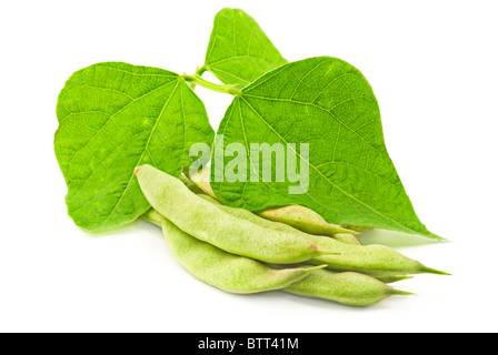 Les haricots frais avec les feuilles on white Banque D'Images