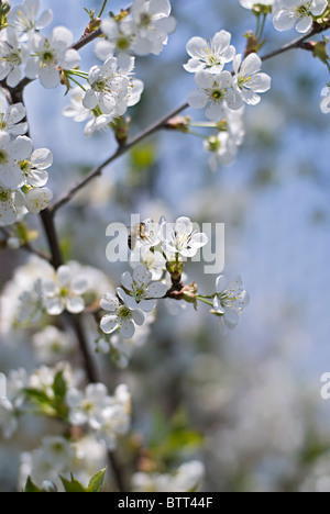 L'abeille la collecte du pollen d'une fleur de cerisier Banque D'Images