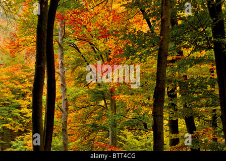 L'Allemagne, l'Odenwald : couleurs d'automne dans les forêts autour de Limbach Baden Banque D'Images