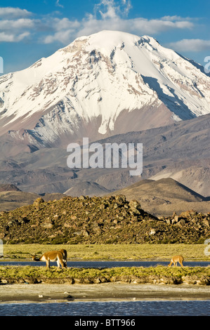 Vicugnas en face du volcan Pomerape, Parc National Lauca, Chili Banque D'Images