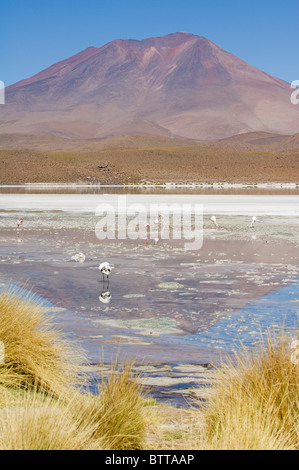 Laguna Hedionda, puant, lac peu profond de l'Altiplano Salt Lake, Potosi, Bolivie Banque D'Images