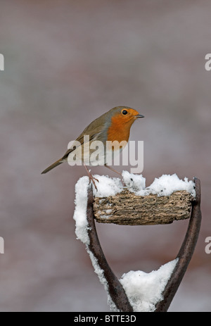 Robin s'assit sur cosse dans la neige UK Banque D'Images