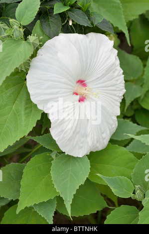 Swamp rosemallow (Hibiscus moscheutos 'splash' pinot grigio) Banque D'Images