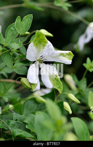 Clematis viticella Clematis (italien 'alba luxurians') Banque D'Images