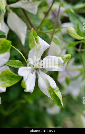 Clematis viticella Clematis (italien 'alba luxurians') Banque D'Images