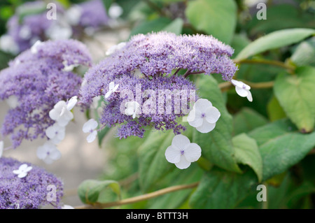 Sargent est l'Hydrangea aspera subsp. sargentiana (Hortensia) Banque D'Images