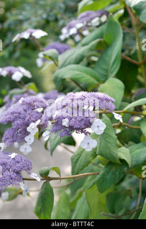 Sargent est l'Hydrangea aspera subsp. sargentiana (Hortensia) Banque D'Images