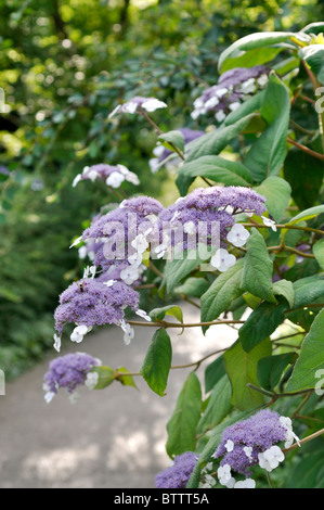 Sargent est l'Hydrangea aspera subsp. sargentiana (Hortensia) Banque D'Images