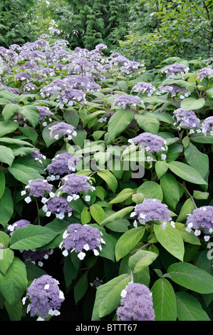 Sargent est l'Hydrangea aspera subsp. sargentiana (Hortensia) Banque D'Images