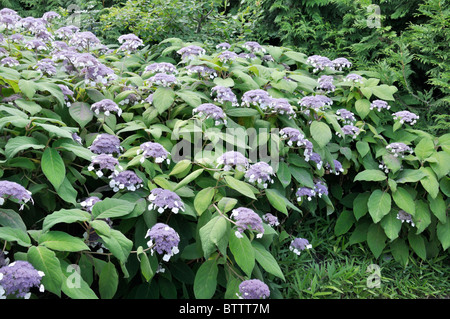 Sargent est l'Hydrangea aspera subsp. sargentiana (Hortensia) Banque D'Images