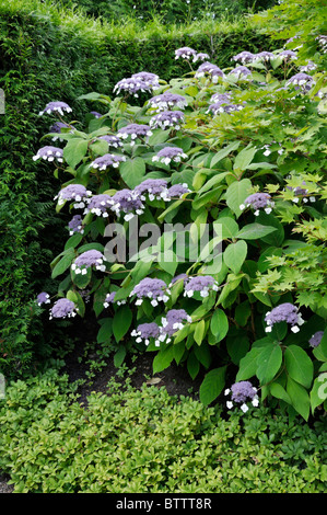 Sargent est l'Hydrangea aspera subsp. sargentiana (Hortensia) Banque D'Images