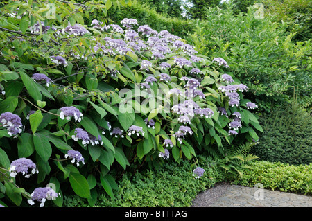 Sargent est l'Hydrangea aspera subsp. sargentiana (Hortensia) Banque D'Images