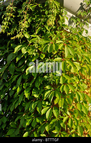 Vigne vierge (Parthenocissus quinquefolia) Banque D'Images