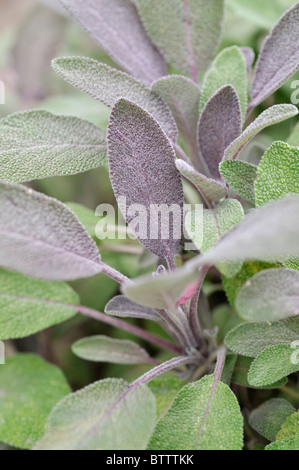 La sauge (Salvia officinalis 'purpurea') Banque D'Images