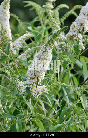 Arbre aux papillons communs (Buddleja davidii 'Black Knight') Banque D'Images