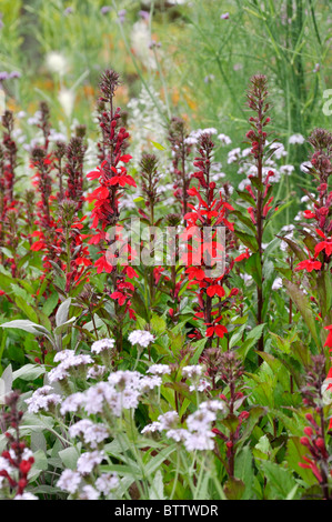 Lobélie (Lobelia x speciosa 'Fan scharlach') Banque D'Images