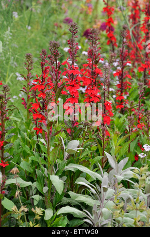 Lobélie (Lobelia x speciosa 'Fan scharlach') Banque D'Images