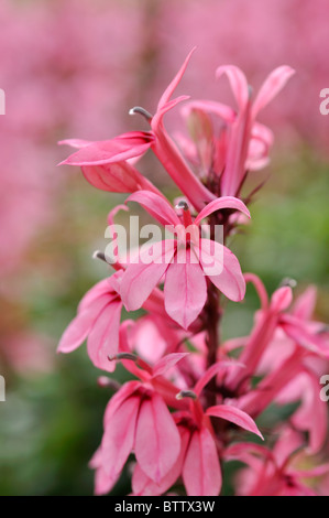 Lobélie (Lobelia x speciosa 'Fan' saumon) Banque D'Images