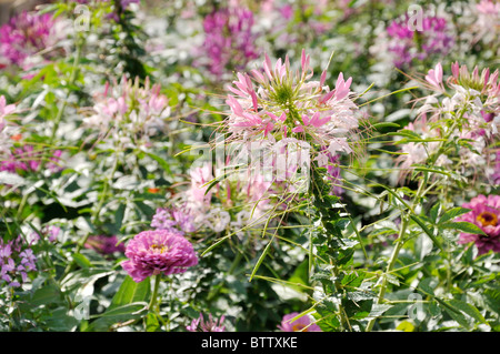 Fleurs araignée (tarenaya hassleriana Cleome hassleriana syn.) et (Les zinnias zinnia) Banque D'Images