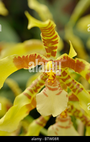 Tiger orchid (rossioglossum grande syn. odontoglossum grande) Banque D'Images
