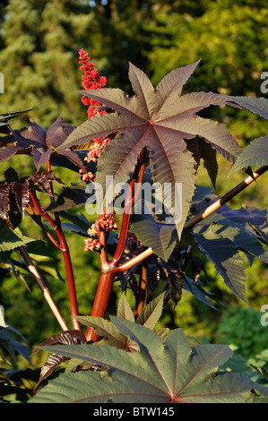 Le ricin (Ricinus communis) Banque D'Images