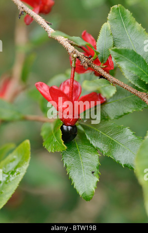 Usine de Mickey Mouse (ochna serrulata) Banque D'Images