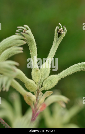 (Anigozanthos flavidus patte de kangourou) Banque D'Images