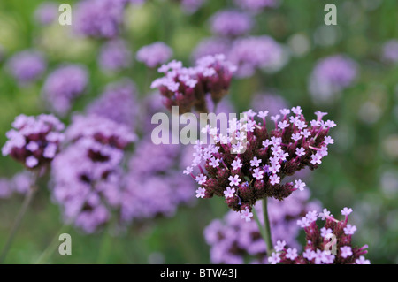 Purpletop verveine (Verbena bonariensis) Banque D'Images