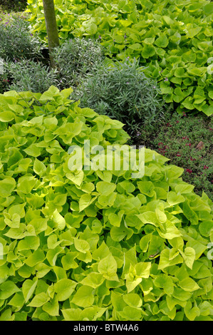 La patate douce (Ipomoea batatas 'sweet caroline sweetheart light green') Banque D'Images