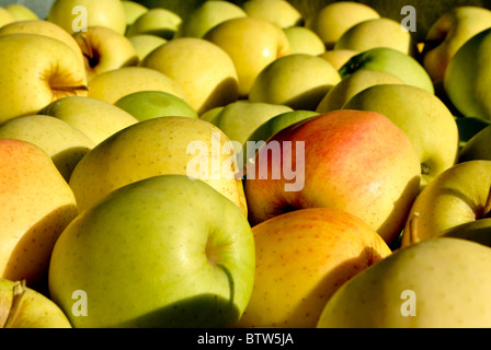 Les pommes récoltées et stockées jaune Banque D'Images