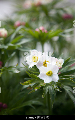 Anémone à fleurs de Narcisse (anemone narcissiflora , Ranunculaceae ) la floraison Banque D'Images