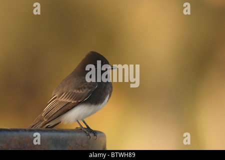 A Black Phoebe au repos. Banque D'Images