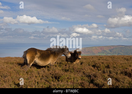 Poneys Exmoor, près de Porlock, Parc National d'Exmoor, Somerset, Angleterre Banque D'Images