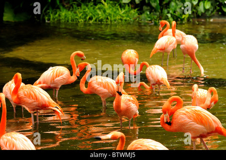 Le troupeau de flamant rose Banque D'Images