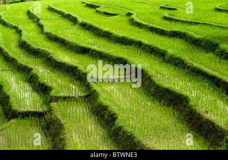 Thaïlande, rizières en terrasses Banque D'Images