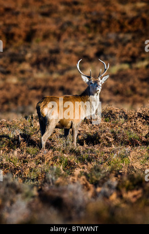 Les jeunes Red Deer Stag en landes Banque D'Images