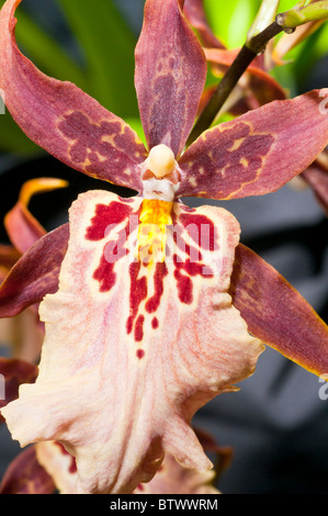 Aliceara Sunday Best 'Muffin', orchidée hybride Banque D'Images