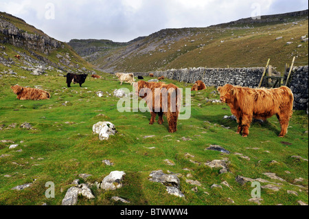 Highland cattle grazing ci-dessus Malham Cove, Yorkshire Dales National Park, England. Banque D'Images