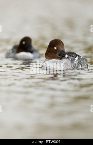 Piscine Canards Goldeneye femelle Banque D'Images