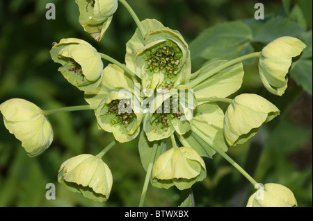 Mathiasella bupleuroides 'Green Dream' Banque D'Images