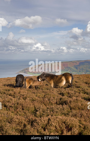 Poneys Exmoor, près de Porlock, Parc National d'Exmoor, Somerset, Angleterre Banque D'Images