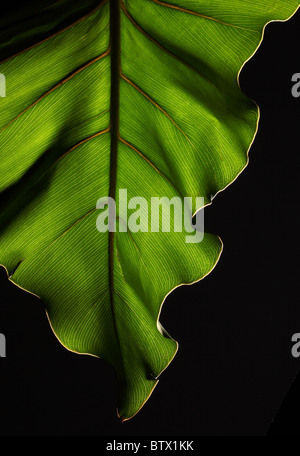 Des feuilles des plantes vertes avec une structure forte sur un fond noir