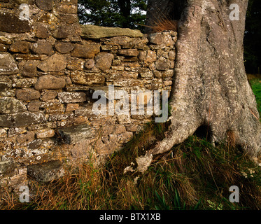 Larchill Arcadian Garden, Co Kildare, Irlande, arbre qui pousse dans un mur de pierre Banque D'Images